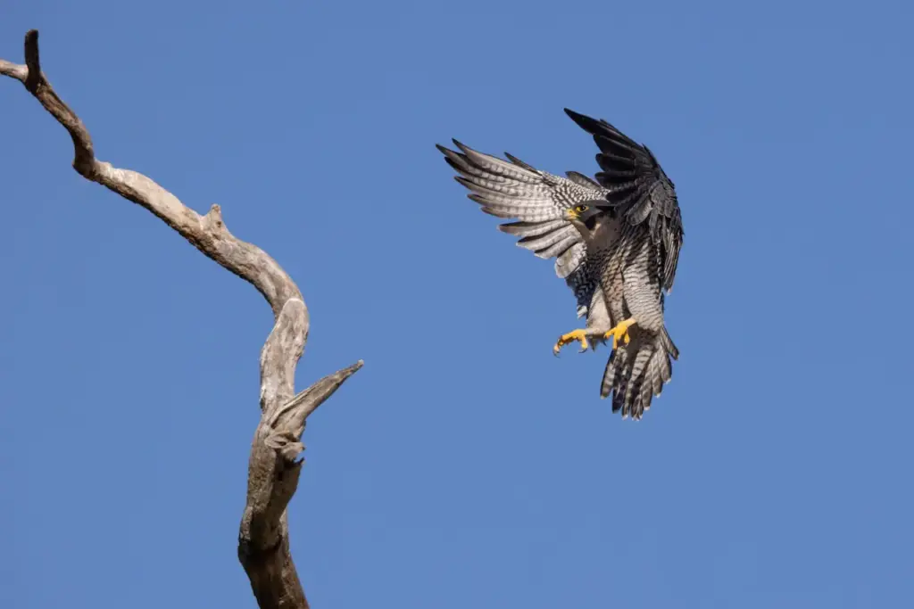 A Peale's Falcon Is about To Land On A Tree