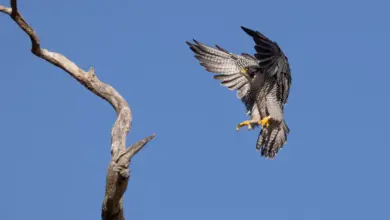 A Peale's Falcon Is about To Land On A Tree