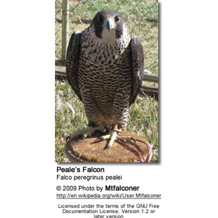 Peale's Falcon, Falco peregrinus pealei