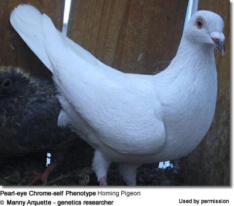 Pearl-eye Chrome-self Phenotype Homing Pigeon