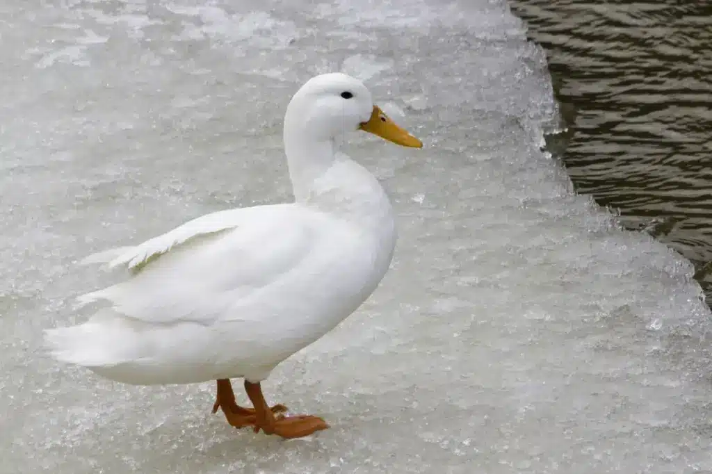 Pekin Ducks on the Snow 