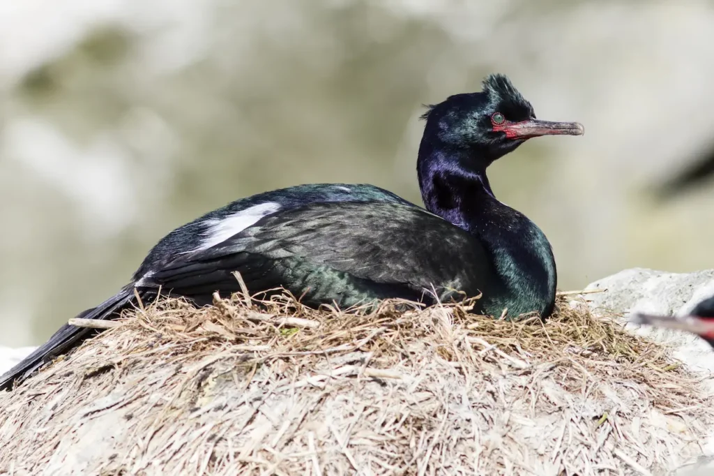Pelagic Cormorants