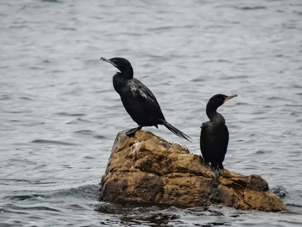 The Pelagic Cormorants Standing on top of a Big Rock