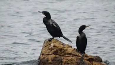 The Pelagic Cormorants Standing on top of a Big Rock