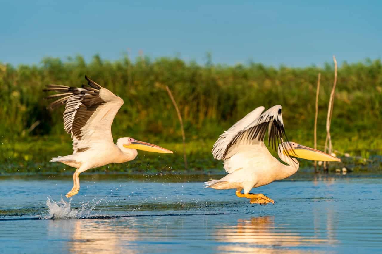 Two Pelicans flying over on the waters together.