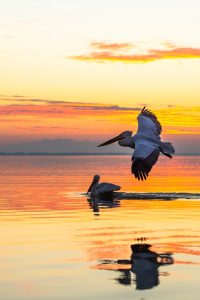 Pelicans At Sunset