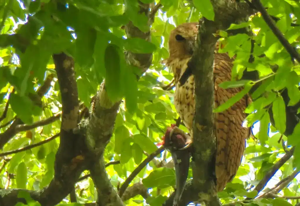 Pel`s Fishing Owl Holding A Fish in the Branch