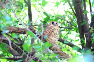 Pel’s Fishing Owl In A Tree