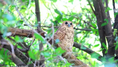 Pel’s Fishing Owl In A Tree