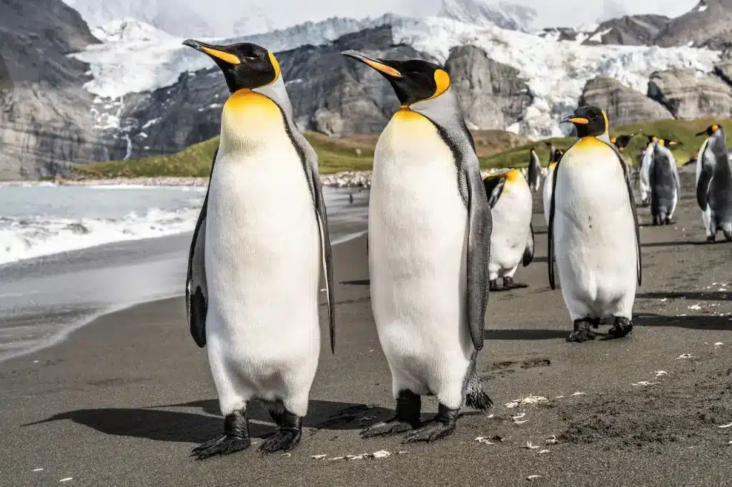 A Group Of Penguins In The Beach