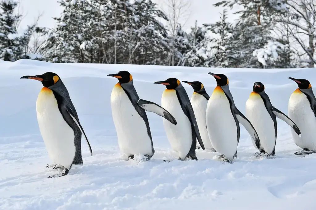 Penguins on the Snow 