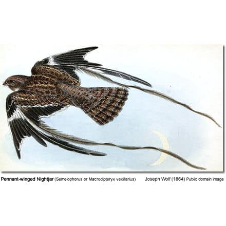 Pennant-winged Nightjar (Semeiophorus or Macrodipteryx vexillarius)