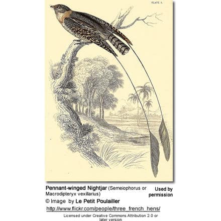 Pennant-winged Nightjar (Semeiophorus or Macrodipteryx vexillarius)