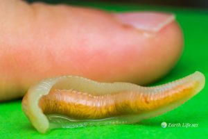 Pentastomida (The Tongue Worm Parasites)