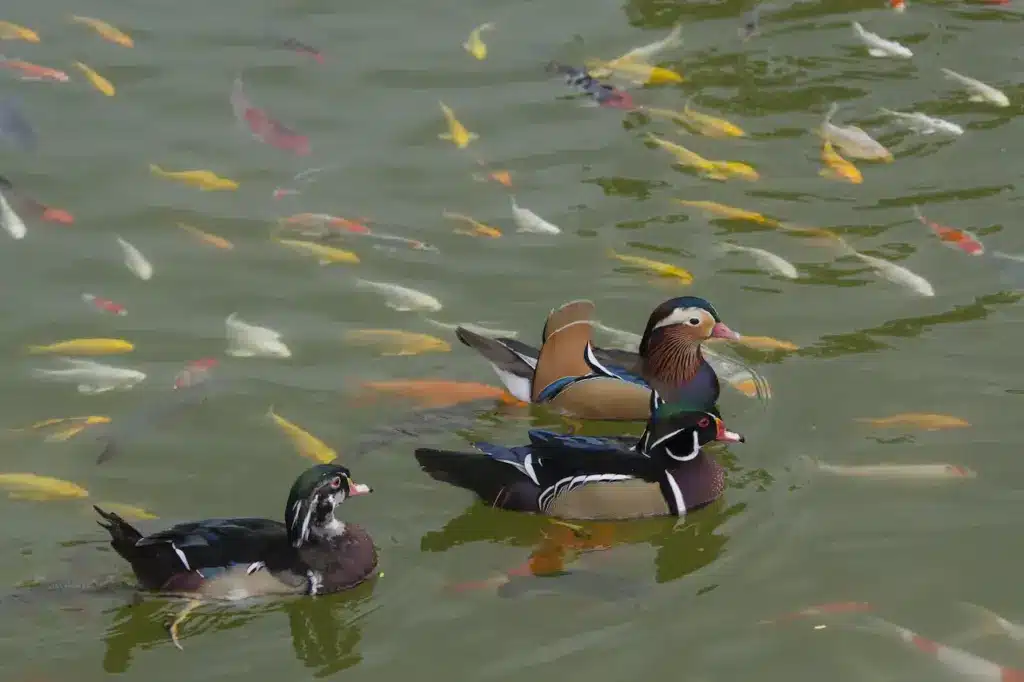 Three Perching Ducks on the Pond with Fishes