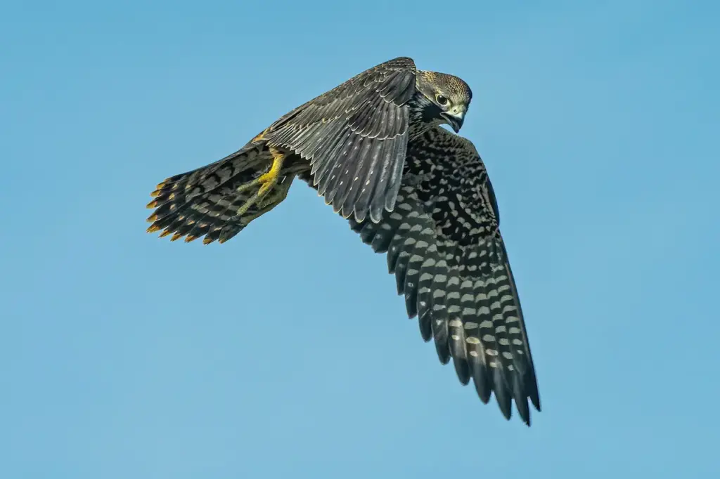 Peregrine Falcon Flying