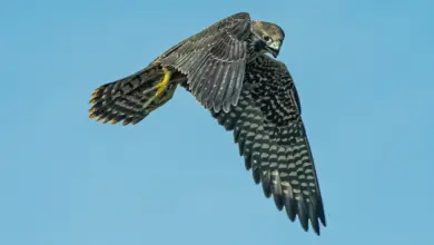 Peregrine Falcon Flying