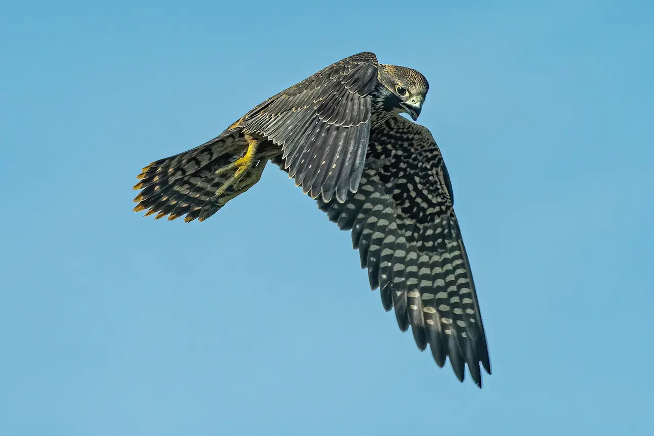 Harriers, hawks and falcons, oh my! How to identify birds of prey