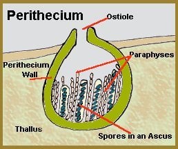 Perithecium
