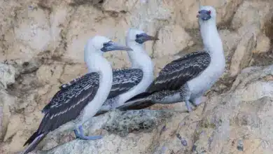 Three Peruvian Boobies Rests On A Rock
