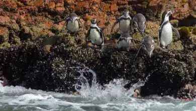 The Peruvian Penguin on the Rock