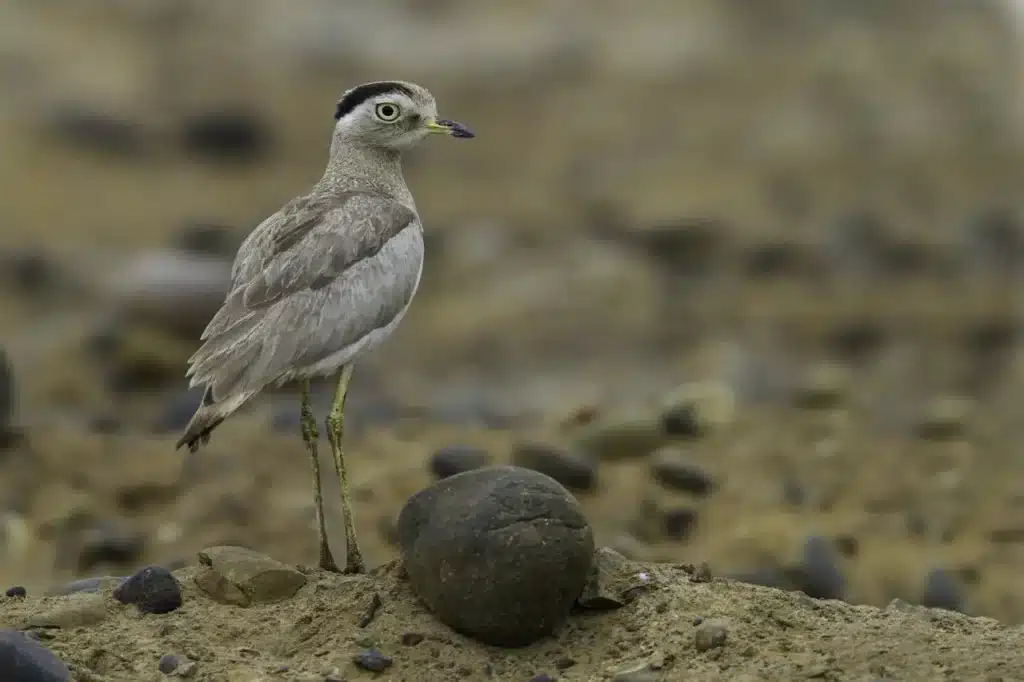 Peruvian Thick-knees 