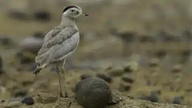 Peruvian Thick-knees