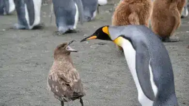 The Petrels Defending Itself By The Penguin