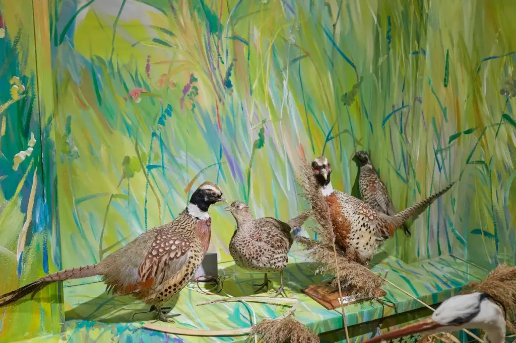 A Group of Different Kinds of Pheasants.