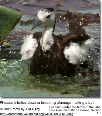 Breeding Male taking a bath