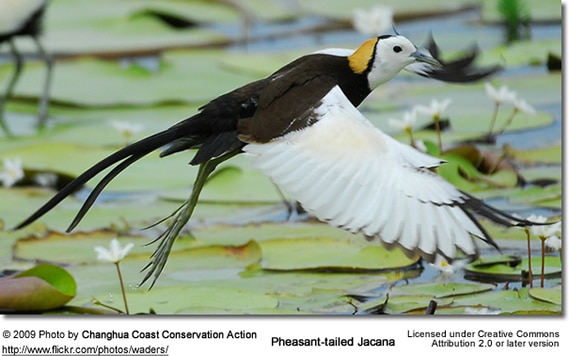 Pheasant-tailed Jacana flying