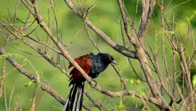 The Philippine Coucal Perching On The Tree