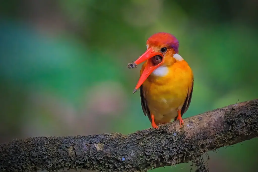 Philippine Dwarf Kingfisher