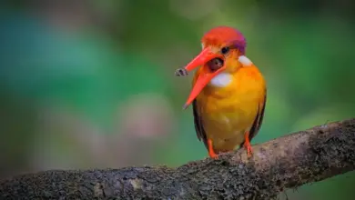 Philippine Dwarf Kingfisher