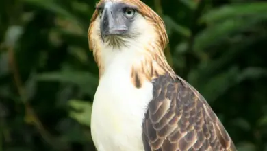 The Philippine Eagles Close Up Image
