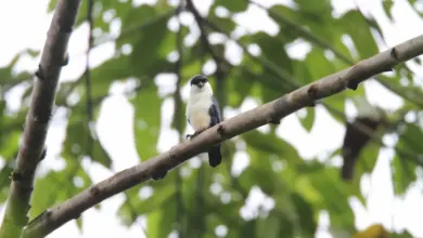 Philippine Falconets on a Branch