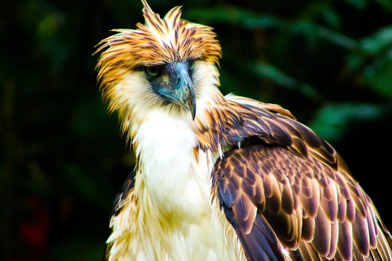 An adult Philippine Hawk eagle in the forest of Philippines.