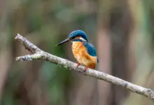 Philippine Kingfishers on a Tree Branch