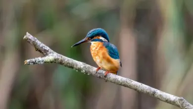 Philippine Kingfishers on a Tree Branch