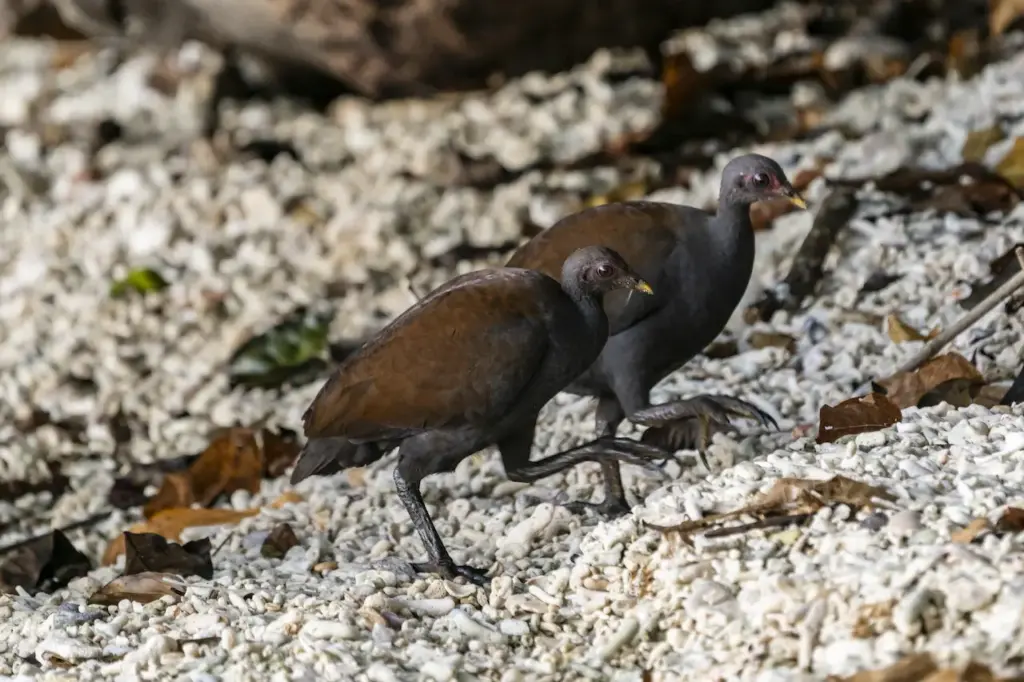 Philippine Megapode Looking for Food 