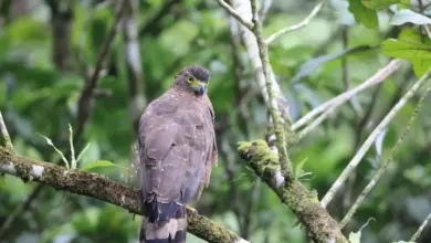 Philippine Serpent Eagles On The Tree Branch