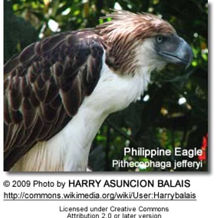 Philippine Eagle, Pithecophaga jefferyi, also known as the Great Philippine Eagle or Monkey-eating Eagle