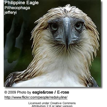 Philippine Eagle, Pithecophaga jefferyi
