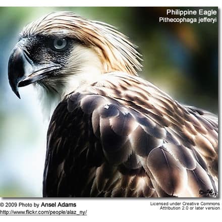 Philippine Eagle, Pithecophaga jefferyi, also known as the Great Philippine Eagle or Monkey-eating Eagle