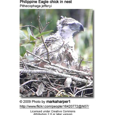 Philippine Eagle chick in nest