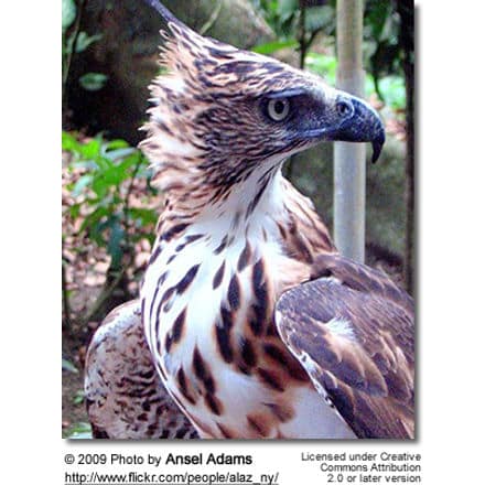Philippine Hawk-eagle (Nisaetus philippensis)