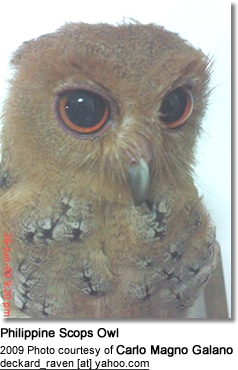 Philippine Scops Owl