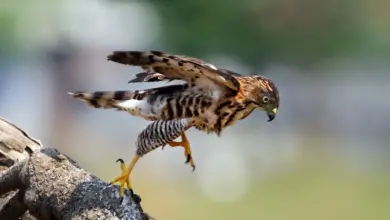 Philippines Birds of Prey