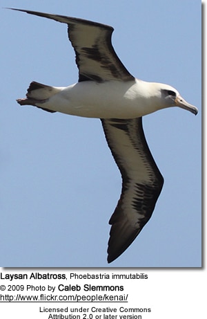 Laysan Albatross, Phoebastria immutabilis