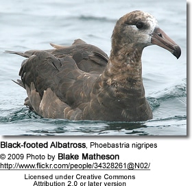 Black-footed Albatross, Phoebastria nigripes